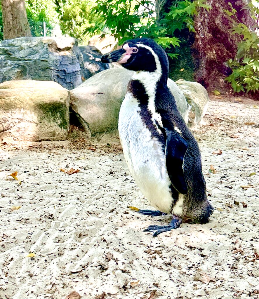 London Zoo