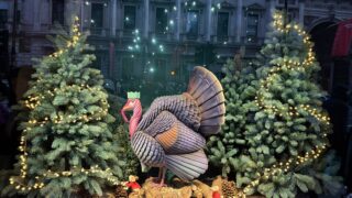 Turkey and christmas trees in shop window