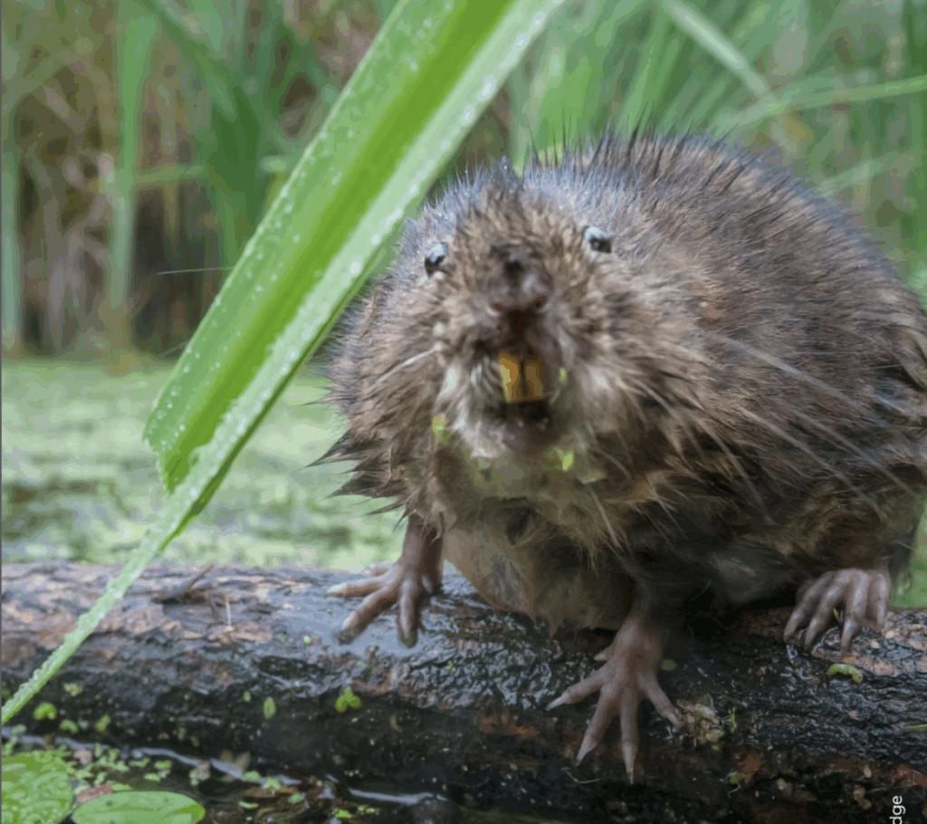 Beaver at the Walthamstow Wetlands